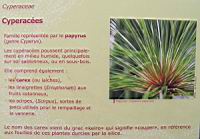 Famille Cyperacees ou Cyperaceae (txt)